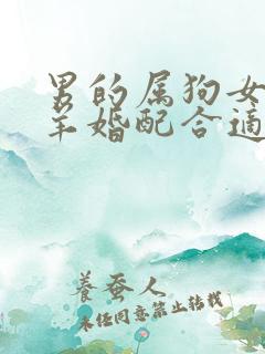 男的属狗女的属羊婚配合适吗