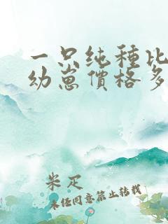 一只纯种比熊犬幼崽价格多少钱