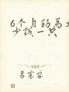 6个月的马犬多少钱一只