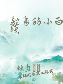 鸵鸟的小白脸路线