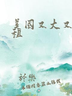 美国又大又长又租