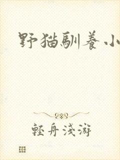 野猫驯养小说