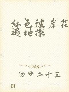 红色彼岸花花瓣遍地撒