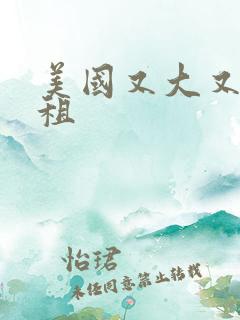 美国又大又长又租