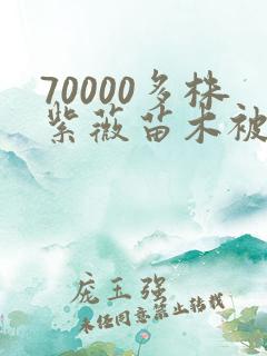 70000多株紫薇苗木被强毁