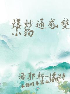 爆炒通感双胞胎小狗