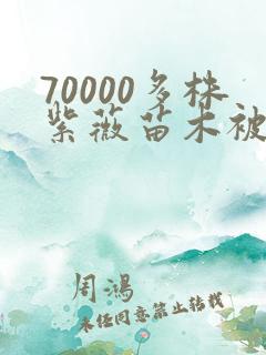 70000多株紫薇苗木被强毁