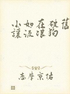 小如在破旧仓库让流浪狗