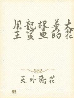 用龙根养大的公主鲨鱼的花