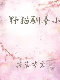 野猫驯养小说