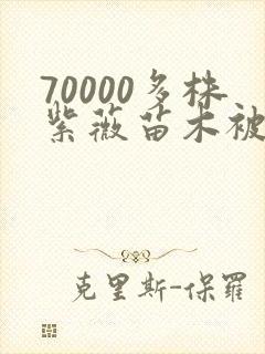 70000多株紫薇苗木被强毁