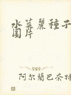 水菜丽种子全集图片