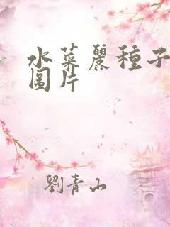 水菜丽种子全集图片