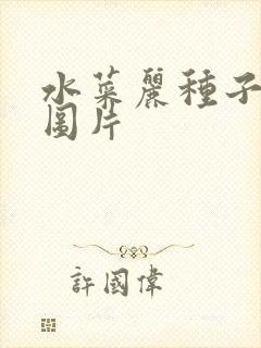 水菜丽种子全集图片