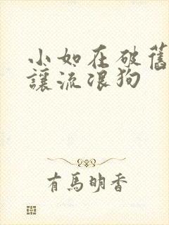 小如在破旧仓库让流浪狗