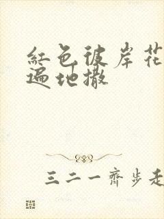 红色彼岸花花瓣遍地撒