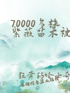 70000多株紫薇苗木被强毁