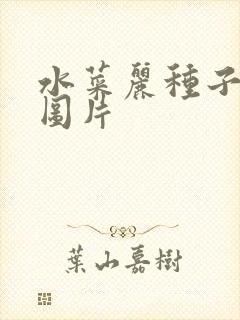 水菜丽种子全集图片