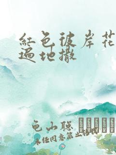 红色彼岸花花瓣遍地撒