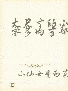 大尺寸的小黄说字多肉有哪些