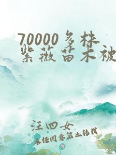 70000多株紫薇苗木被强毁