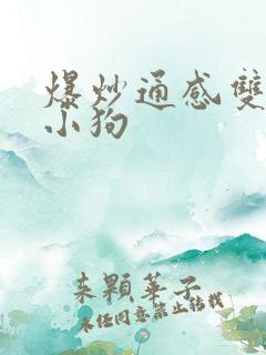 爆炒通感双胞胎小狗