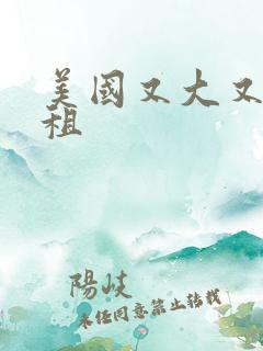 美国又大又长又租