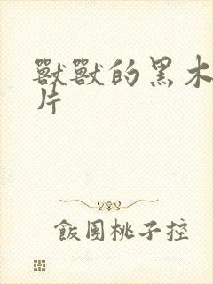 兽兽的黑木耳照片