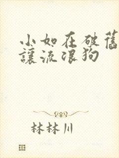 小如在破旧仓库让流浪狗