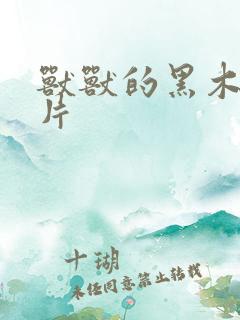 兽兽的黑木耳照片