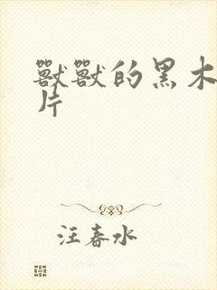 兽兽的黑木耳照片