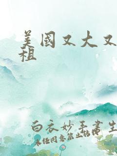 美国又大又长又租