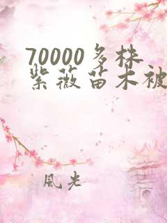 70000多株紫薇苗木被强毁