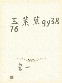 三叶草gy3876