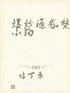 爆炒通感双胞胎小狗