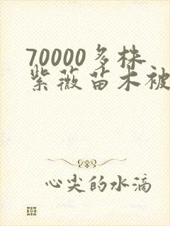 70000多株紫薇苗木被强毁