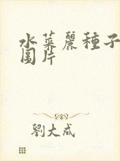 水菜丽种子全集图片
