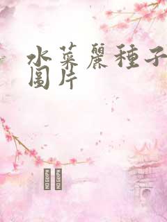 水菜丽种子全集图片