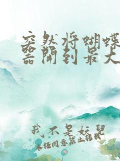 突然将蝴蝶遥控器开到最大