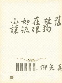 小如在破旧仓库让流浪狗