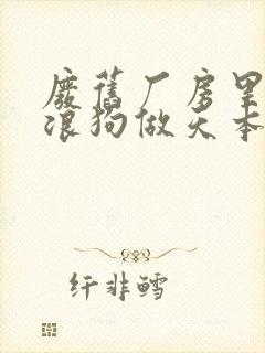 废旧厂房里和流浪狗做天本