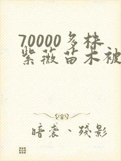 70000多株紫薇苗木被强毁