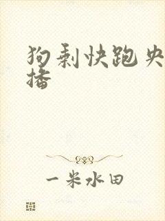 狗剩快跑央八首播