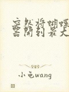 突然将蝴蝶遥控器开到最大