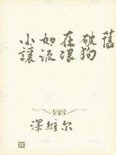 小如在破旧仓库让流浪狗