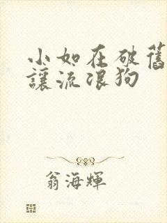 小如在破旧仓库让流浪狗