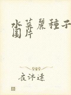 水菜丽种子全集图片