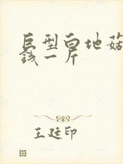 巨型白地菇多少钱一斤