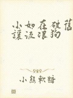 小如在破旧仓库让流浪狗