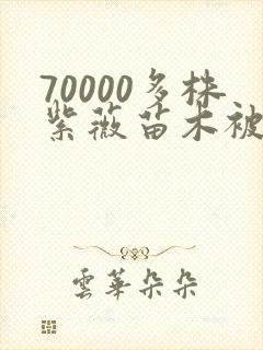 70000多株紫薇苗木被强毁